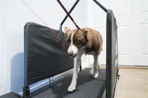 Can dogs use a human treadmill?