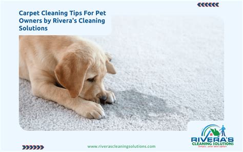 7 Carpet Cleaning Tips For Pet Owners