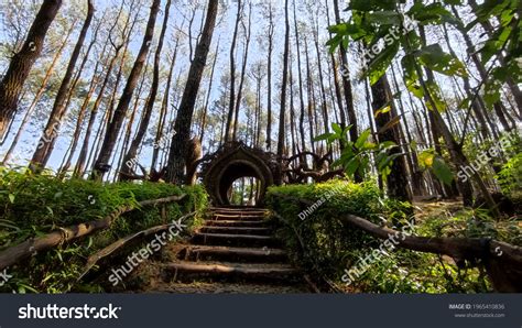 Pinus Forest Park Pengger Yogyakarta Indonesia Stock Photo 1965410836 | Shutterstock