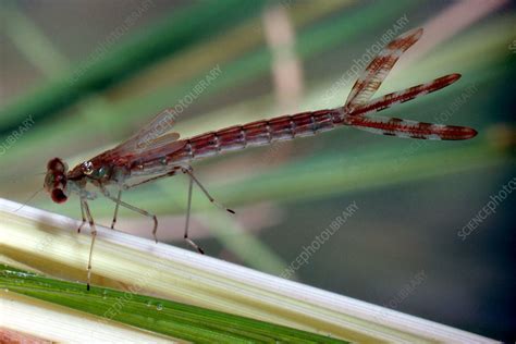 Damselfly larva - Stock Image - Z300/0255 - Science Photo Library