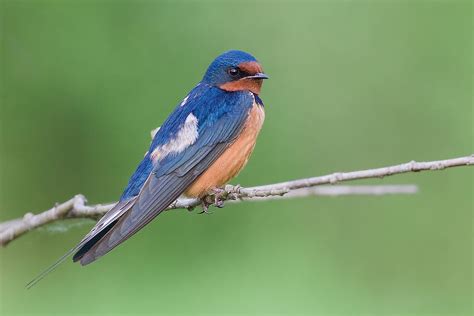 Barn Swallow "Hirundo rustica" | Boreal Songbird Initiative