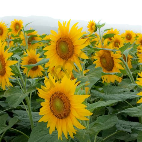 Hawaii Photography | Giant Sunflowers by Douglas Page