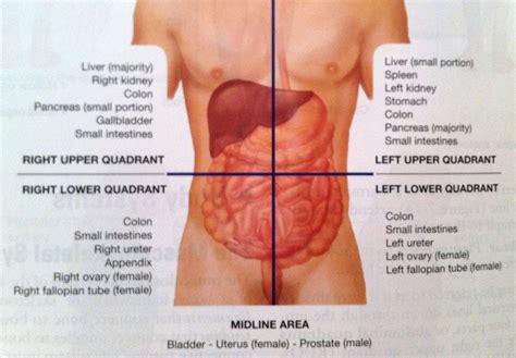 Abdominal Quadrants: Short Overview | My School Lights | Nursing school ...