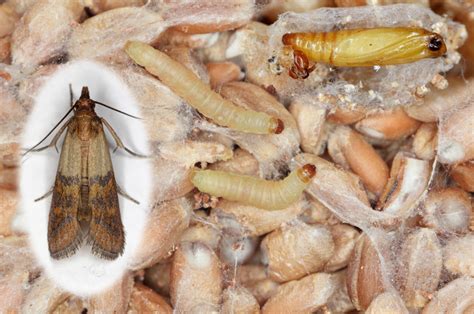 Pantry Moths vs. Clothes Moths: The Differences That Matter