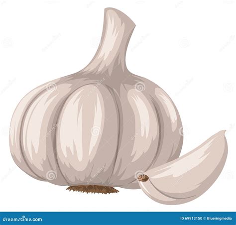 Picture Of Garlic Cartoon Vector | CartoonDealer.com #53748657