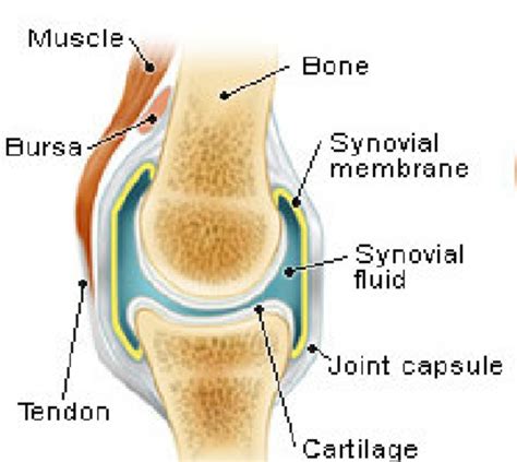 Human synovial joint | Download Scientific Diagram