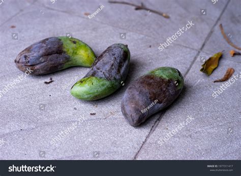 Rotten Mango On Gray Tiles Stock Photo 1977311417 | Shutterstock