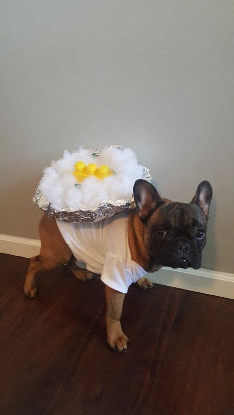 Mashed Potatoes Dog Halloween Costume | Dog halloween costumes, Dog halloween, Potato dog