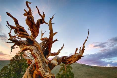 5000 Years Old Tree Methuselah (California) – Virily