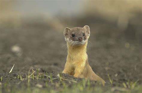 Snap! Build a Weasel Trap to Protect Your Poultry | EcoFarming Daily