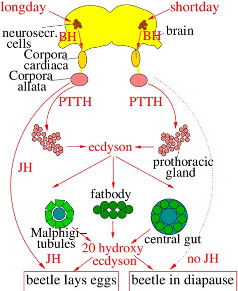 31.: Right part: Shortday induces diapause in the corn borer Diatraea ...