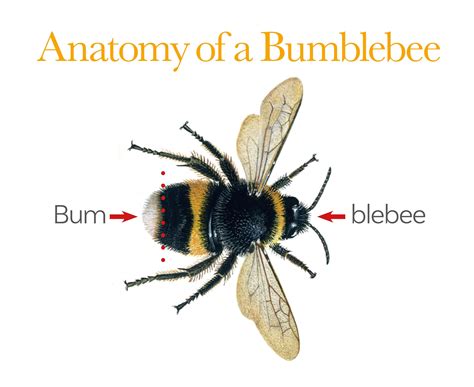 Anatomy of a Bumblebee | Anatomy, Bumble bee