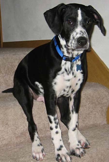 15 Super Spotty Dalmatian Cross Breeds in 2020 | Collie mix, Border ...