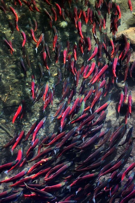 Spawning Kokanee Salmon stock image. Image of landlocked - 28929035