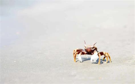 Discovering the Hidden Lives of Sand Crabs