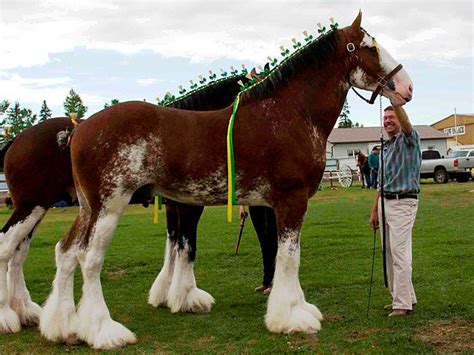 Stallions Standing At Stud | Clydesdale horses, Horses, Big horses