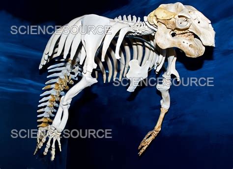 Photograph | Florida Manatee Skeleton | Science Source Images