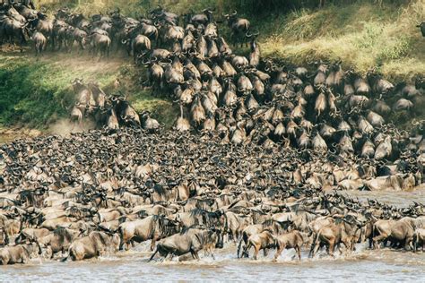 Ultimate Guide To Africa’s Great Wildebeest Migration In The Serengeti | Drink Tea & Travel