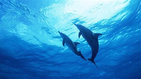 Dolphins Underwater Wallpapers - Wallpaper Cave