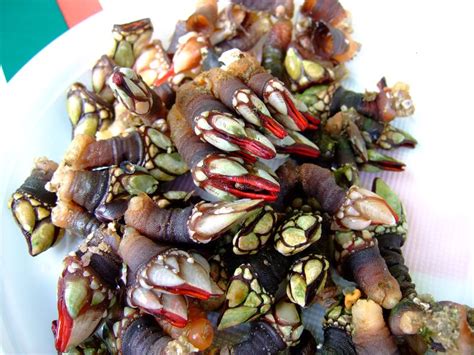 Percebes - Gooseneck Barnacles