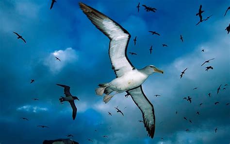 Wallpapersity: Photo of flying seagulls