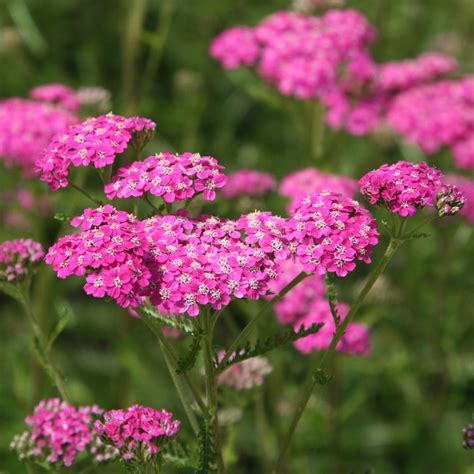 Buy yarrow ( syn. Achillea Kirschkönigin ) Achillea millefolium Cerise Queen: £10.79 Delivery by ...