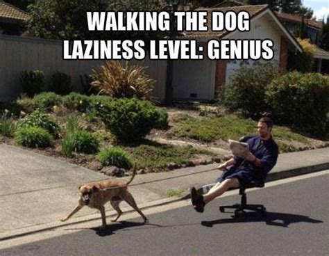 Walking The Dog | Dog walking, Funny dogs, Dog memes