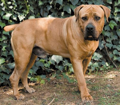 Boerboel: Facts About the African Watchdog – Dogster