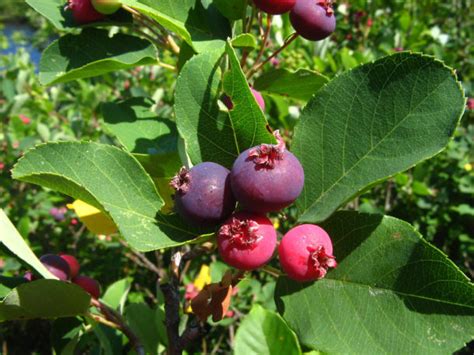 Shadblow Serviceberry (Amelanchier canadensis)