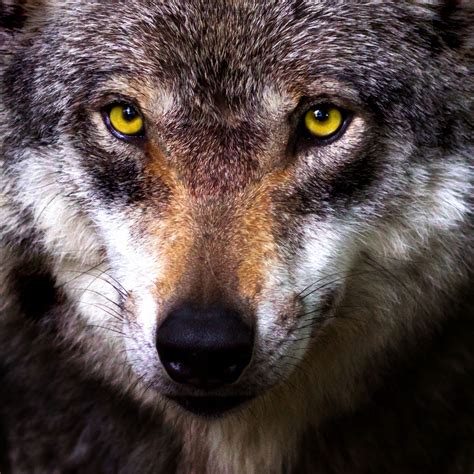 Wolf Face Free Stock Photo - Public Domain Pictures