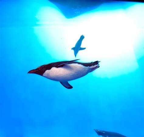 80+ Emperor Penguin Swimming Stock Photos, Pictures & Royalty-Free Images - iStock