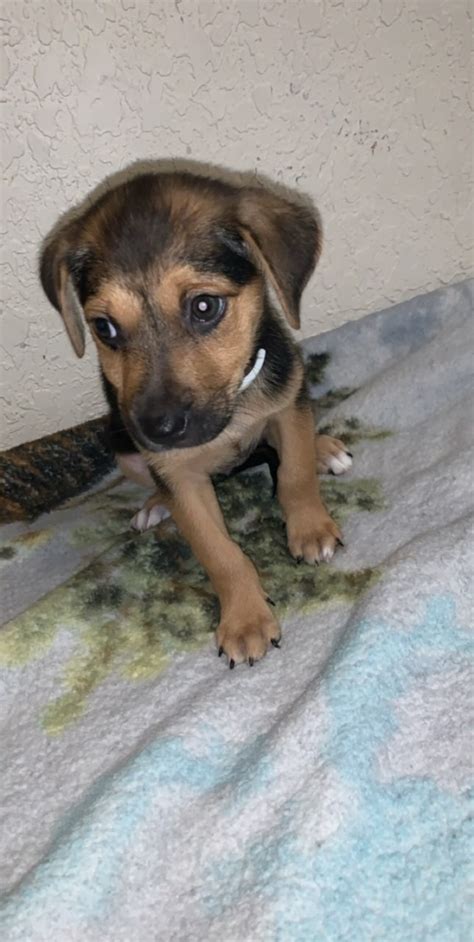 Greek Harehound Puppies For Sale | South WW White Road, San Antonio, TX ...