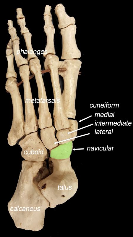 Cuneiform Bones of the Foot