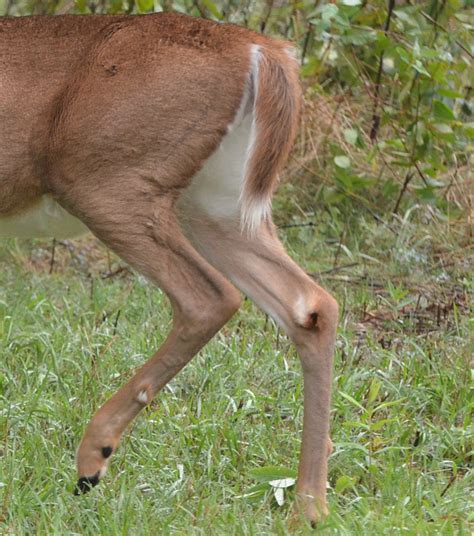 Body Language: How Whitetails 'Talk' With Their Glands - HuntStand