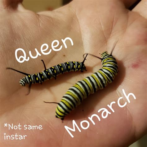 Queen butterfly caterpillar vs. Monarch butterfly caterpillar *Note: Size difference i ...