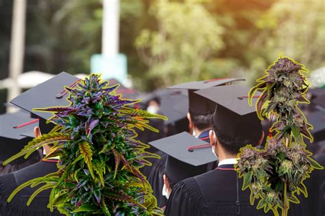 How to Get "Cannabis Credit" at these New York Community Colleges