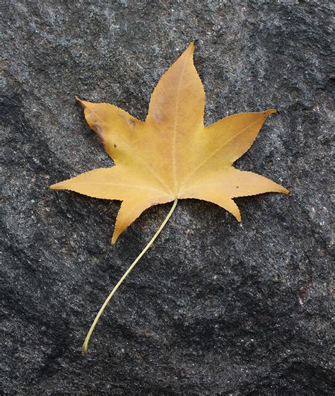 Japanese Maple Tree Leaf Identification