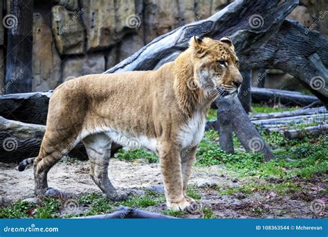 White Liger for a Walk in the Zoo Aviary. Ligr. a Hybrid of a Lion and ...