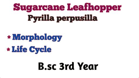 Pyrilla Perpusilla B.sc 3rd Year Sugarcane Leafhopper Life Cycle of Pyrilla perpusilla B.sc 3rd ...