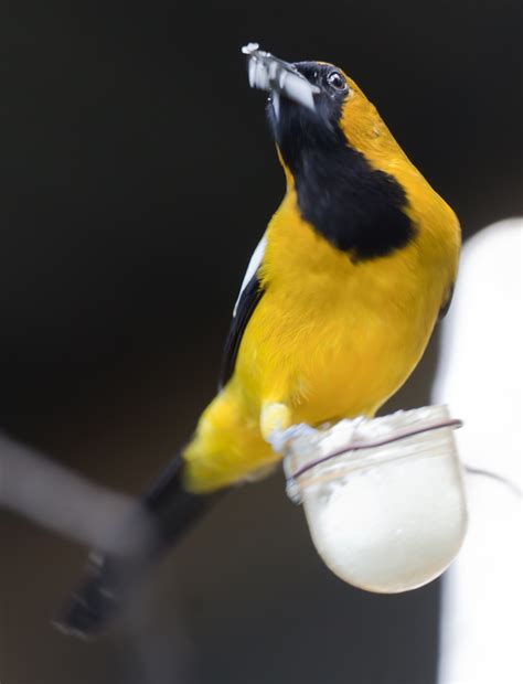 Jamaican Oriole photos and wallpapers. Collection of the Jamaican Oriole pictures