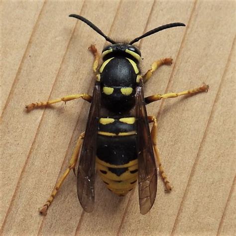 Vespidae: Vespula vidua? - Vespula vidua - BugGuide.Net