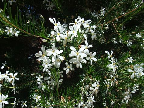 Ricinocarpus tuberculatus. Wedding bush, a Western Australian plant known for its mass of white ...