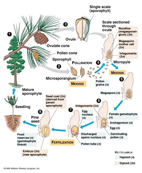 Life Cycle Of Gymnosperms