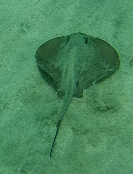 species identification - Why this fish is accompanying stingray? - Biology Stack Exchange