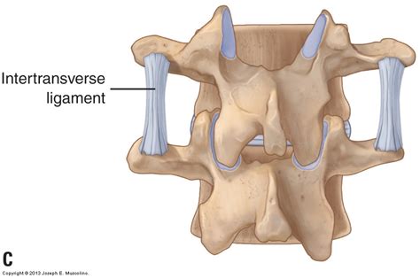 Cervical Vertebrae Anatomy Ligaments