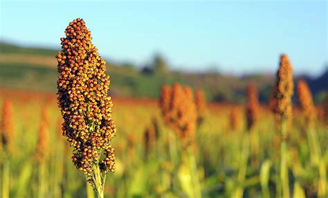 Ag Facts: Sorghum | Oklahoma Agriculture in the Classroom