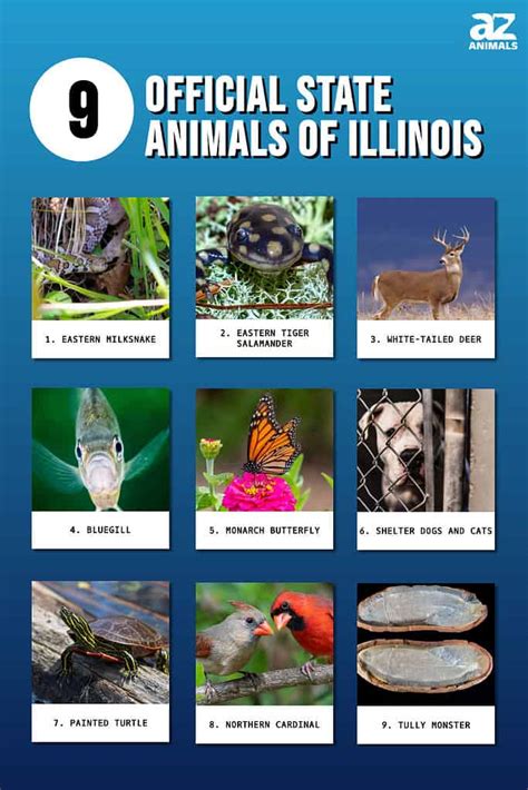 Discover the 9 Official State Animals of Illinois - A-Z Animals