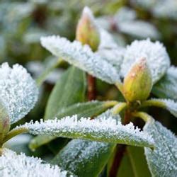 How to Care for Frost Bitten Plants | Patuxent Nursery