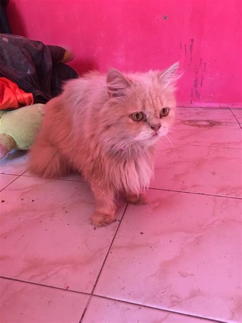 Kaya Gini Kucing Munchkin Bulu Lebat Lengkap | Kucing