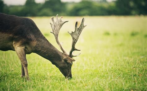 Black reindeer eating grass HD wallpaper | Wallpaper Flare